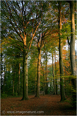 Autumn beech forest