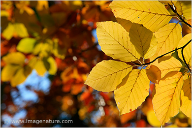 Autumn colour splash - Beech (Fagus sylvatica) leaves
