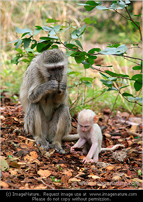 Vervet Monkey mother with albino baby