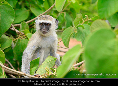 Vervet Monkey (Chlorocebus pygerythrus)