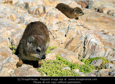 Cape Hyrax, or Rock Hyrax - the smallest living relative of elephant