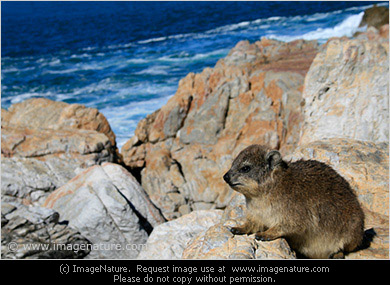 Rock Hyrax (Procavia capensis) or dassie