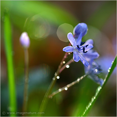 First spring flower with dew