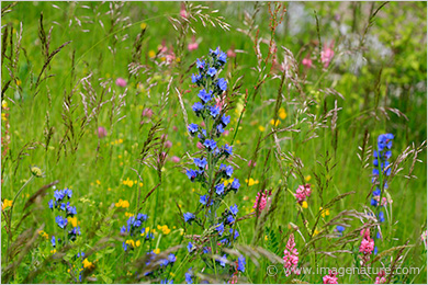 Wild diversity of spring meadow