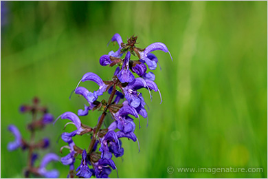 Blue Meadow Clary (Salvia pratensis)