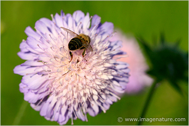 Field Scabious flower with bee