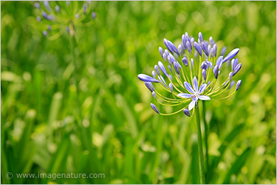 Agapanthus flowers or African Lily