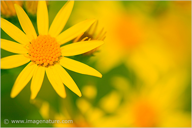 Macro flowers - Common Ragwort (Senecio jacobaea)