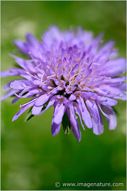 Field Scabious flower, Knautia arvensis