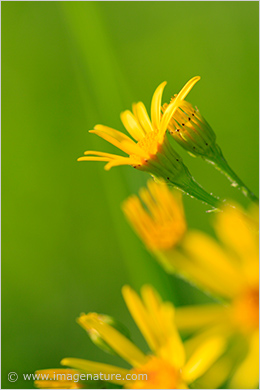 Yellow flowers - Common Ragwort (Senecio jacobaea)