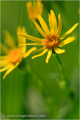 Sunny flowers - Common Ragwort (Senecio jacobaea)