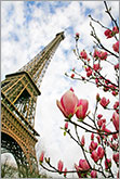 Eiffel tower with pink magnolia flowers