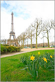 Eiffel towers view with spring yellow daffodils Paris photo