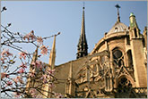 Notre Dame de Paris with pink magnolia flowers