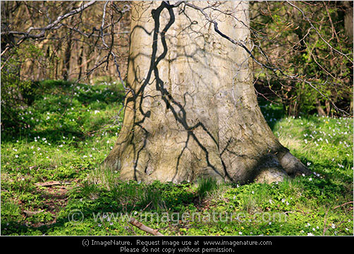 Tree trunk in spring beech forest photo Tree trunk in spring beech forest photo