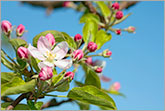 Apple blossom photo 