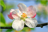 Apple blossom close-up