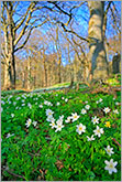 Beech forest with anemone flowers photo 