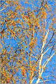 Blossoming birch tree with blue sky photo