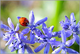 Ladybird on blue spring flower photo