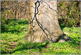 Tree trunk in spring forest photo
