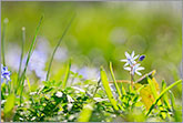 Beautiful spring scene with backlit green grass and blue flower photo