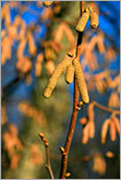Spring tree catkins macro photo