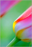 Colorful abstract lines of red tulip closeup photo