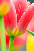Beautiful colors of tulip flowers in spring garden macro image