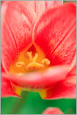 Secret nature: close-up photo of red tulip flower