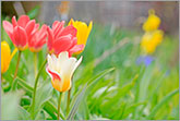 Beautiful colorful tulips in spring garden photo
