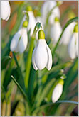 Delicate snowdrops flowers in spring garden macro photo