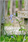 Forget-me-not blue flower with old wooden fence background photo