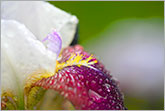 Iris flower with rain drops macro photo