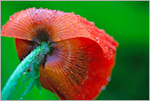 Red poppy flower with rain drops photo