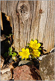 Early spring yellow flower with old wood background conceptual image