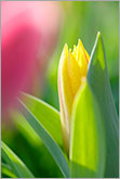 Yellow tulip bud developing into wonderful flower macro photo