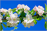 Apple tree blossom with blue sky photo