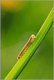 Caterpillar on green grass blade photo