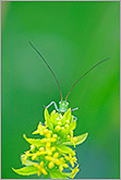 Curious grasshopper behind yellow flower photo