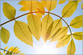Fresh green leaves and sun shining through photo