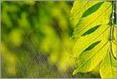 Green leaves under summer rain photo